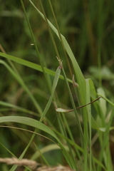 Calamagrostis purpurea