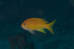Pseudanthias pleurotaenia