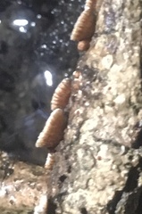 Chaetocalathus cocciformis