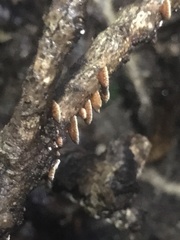 Chaetocalathus cocciformis