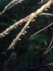 Chaetocalathus cocciformis