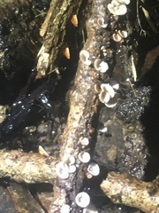 Chaetocalathus cocciformis