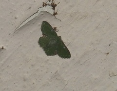 Eucyclodes albisparsa