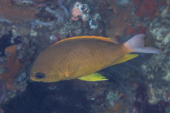 Chromis albicauda