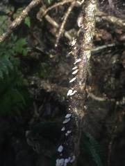 Chaetocalathus cocciformis