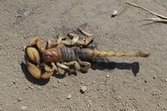 Anuroctonus pococki pococki