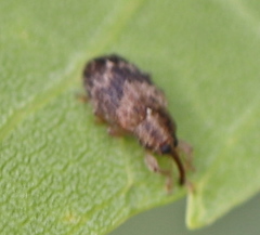 Lignyodes bischoffi