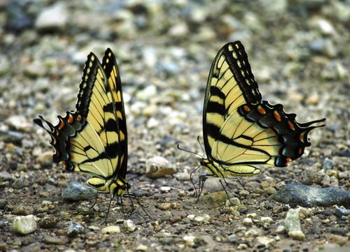 Eastern Tiger Swallowtail photo 3