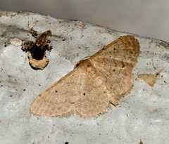 Idaea ptyonopoda