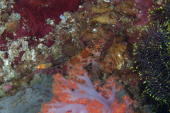 Cirrhitichthys aprinus