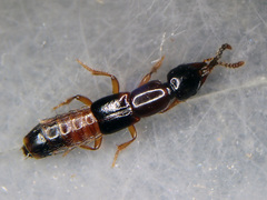 Atrecus affinis