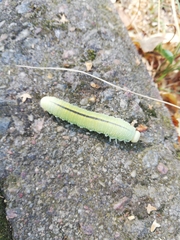Cimbex femoratus