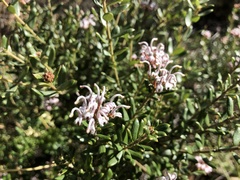 Grevillea sphacelata