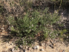 Grevillea sphacelata