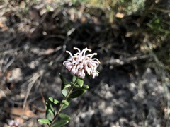 Grevillea sphacelata