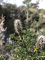 Petrophile sessilis