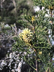 Petrophile sessilis