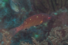 Bodianus dictynna