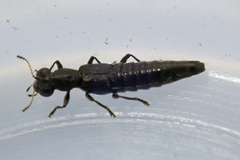 Stenus bifoveolatus