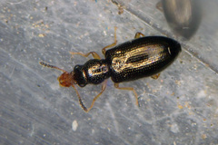 Salpingus planirostris