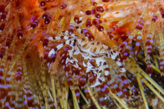 Zebrida adamsii