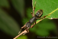 Pseudoneoponera bispinosa