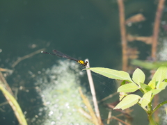 Prodasineura croconota