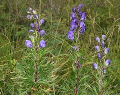Aconitum tauricum