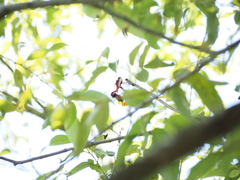 Urothemis signata yiei