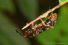 Pseudoneoponera bispinosa