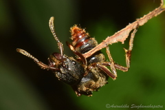 Pseudoneoponera bispinosa