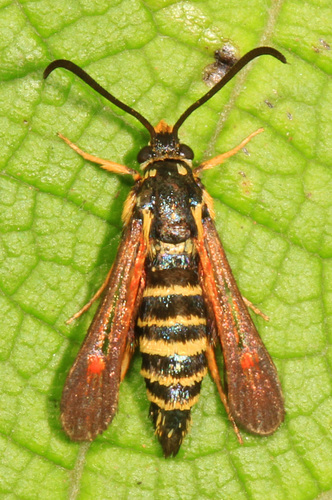 Riley's Clearwing Moth photo 3
