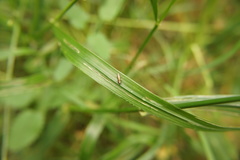 Lolium giganteum