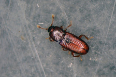 Cerylon ferrugineum