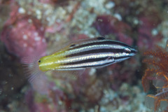 Halichoeres prosopeion