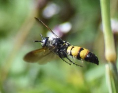 Dielis trifasciata