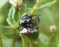 Dielis trifasciata