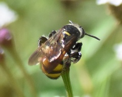 Dielis trifasciata