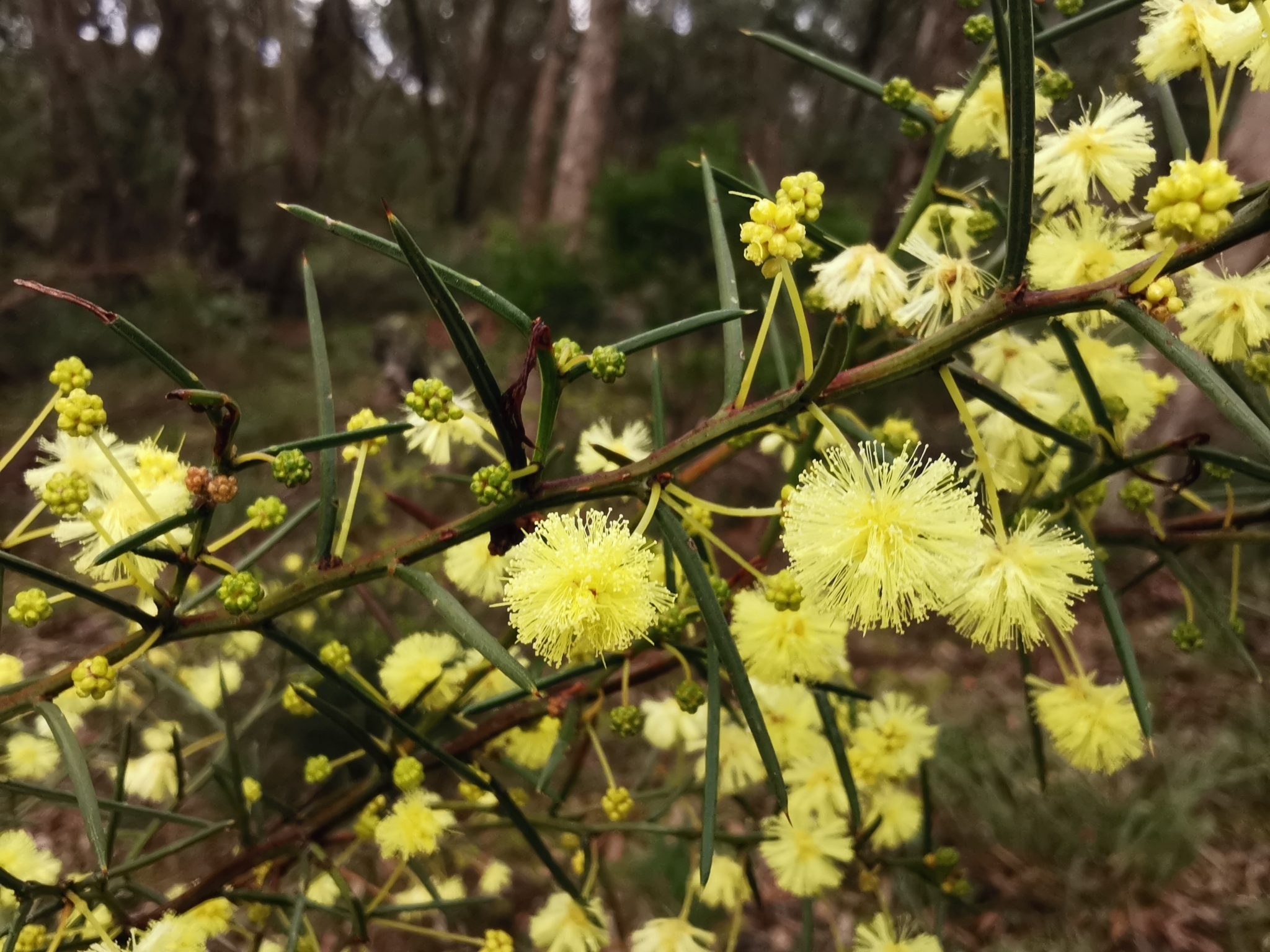 Acacia genistifolia