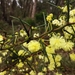 Acacia genistifolia - Photo (c) Matthew Johnson,  זכויות יוצרים חלקיות (CC BY-NC), הועלה על ידי Matthew Johnson