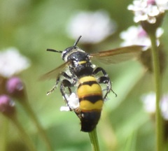 Dielis trifasciata