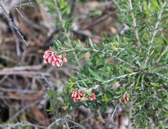 Grevillea lanigera