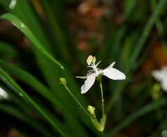 Libertia paniculata