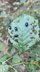 Agelastica alni