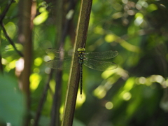 Gynacantha ryukyuensis