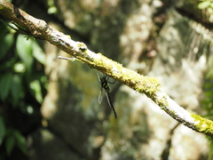 Polycanthagyna erythromelas