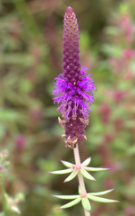 Pogostemon deccanensis