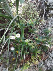 Veronica ligustrifolia
