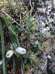 Veronica ligustrifolia