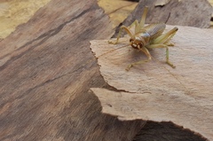 Ocellarnaca